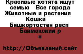 Красивые котята ищут семью - Все города Животные и растения » Кошки   . Башкортостан респ.,Баймакский р-н